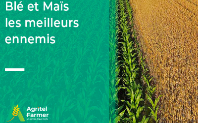AF -Blé et Maïs : meilleurs ennemis